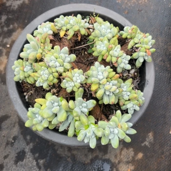 陆****?谢谢哥～一物一拍7800