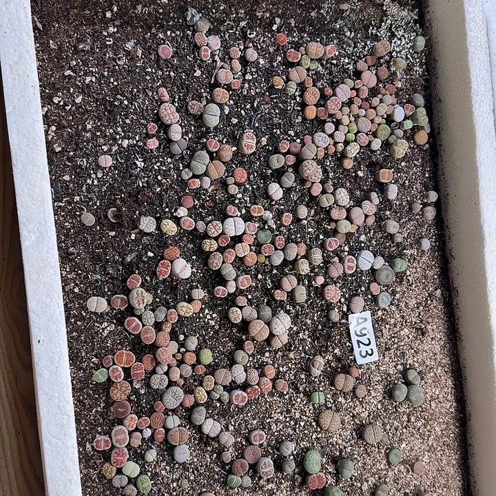 生923石花整筐脱土发货