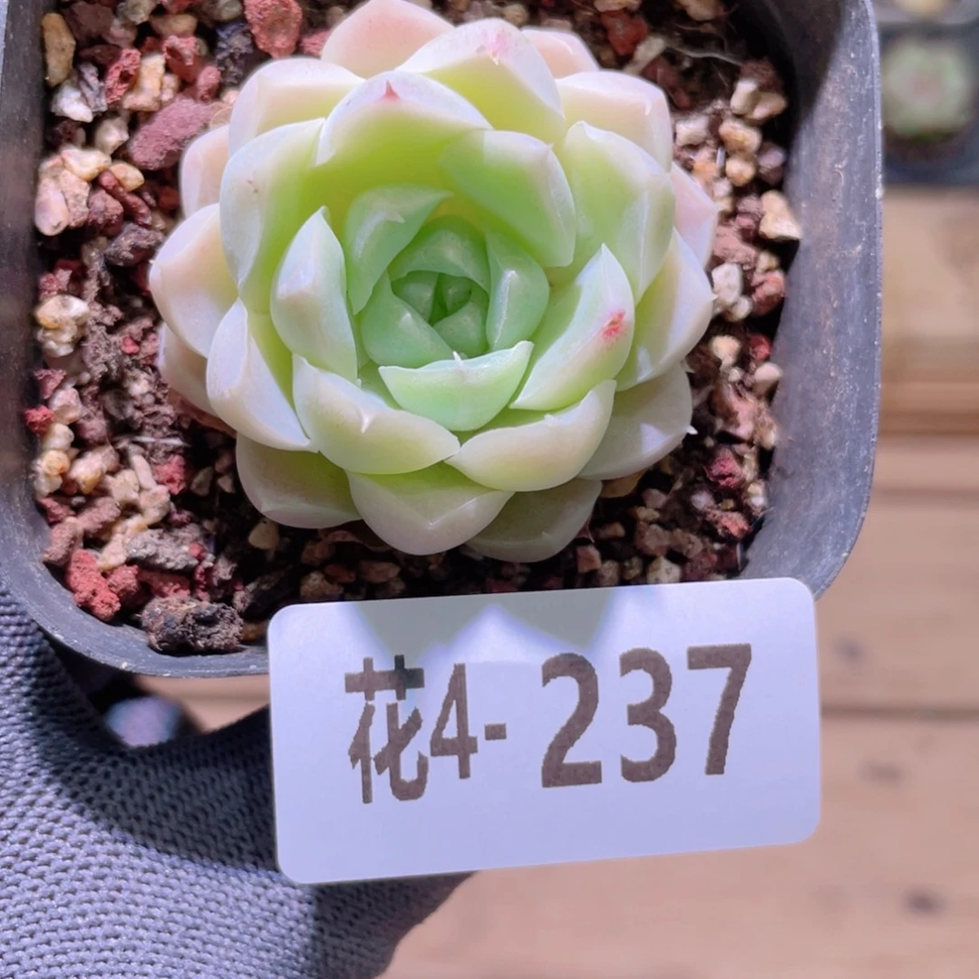 花利美 4-237白月影
