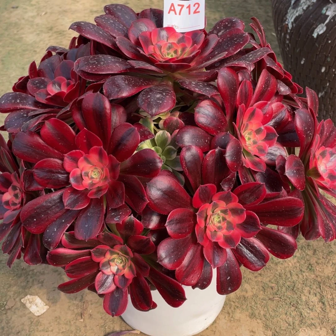 712美杜莎精品法师多肉