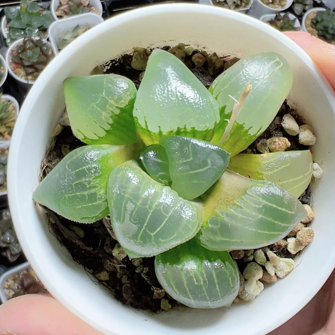 巴**斯2876多肉植物一颗