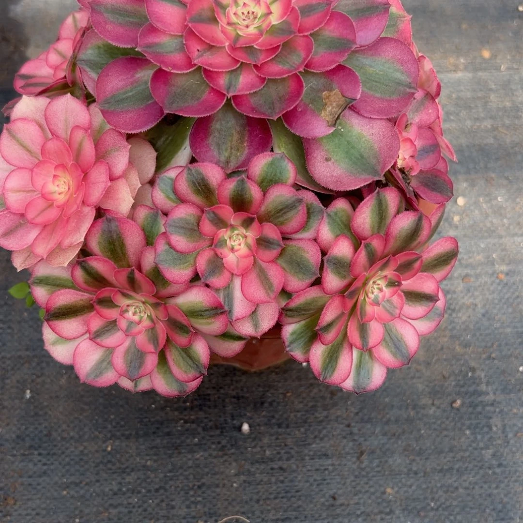 用****2170倾城有段枝多肉多肉