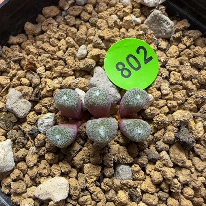 大型猕猴桃多肉植物802