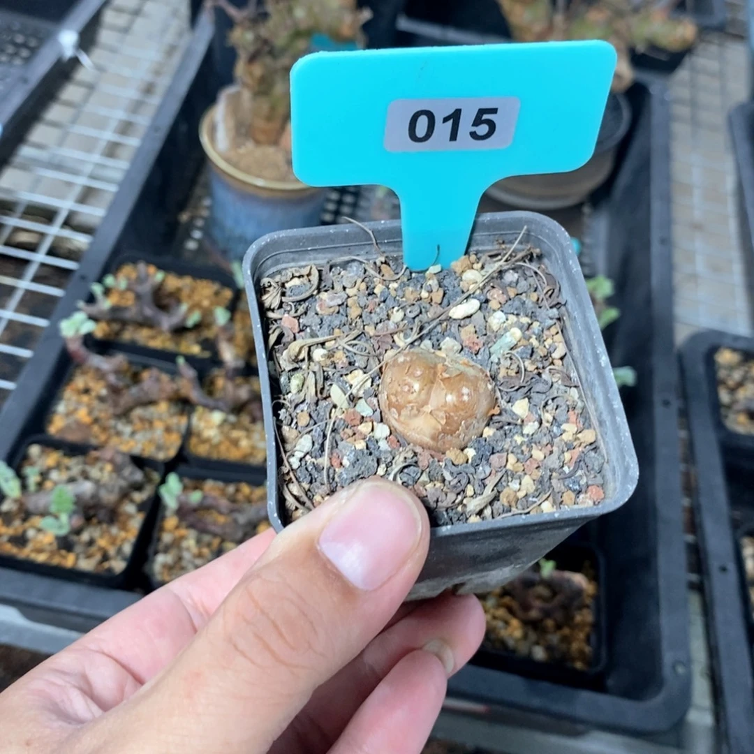 产地格加厚敦菊多肉植物