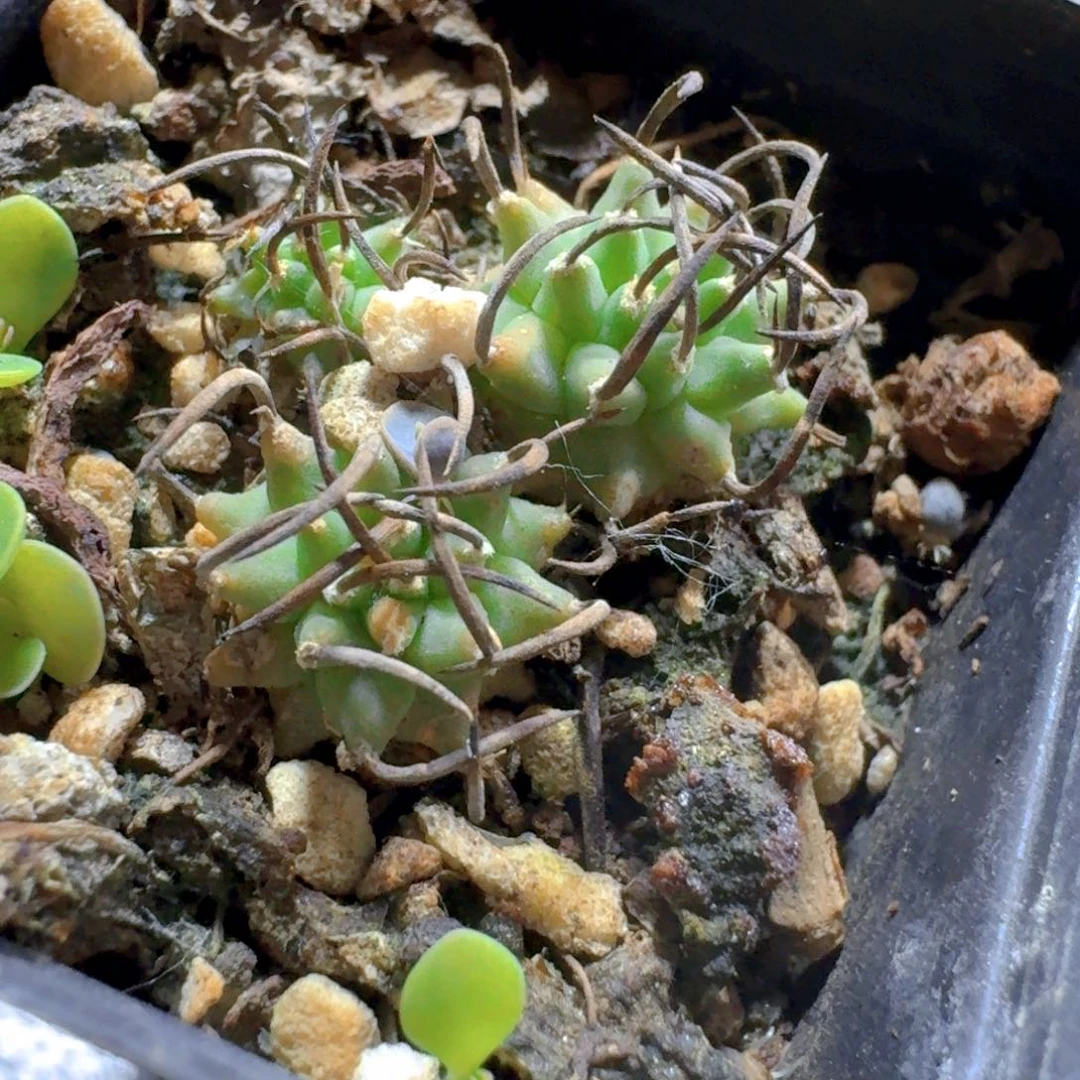 712碳刺升龙丸脱土发货