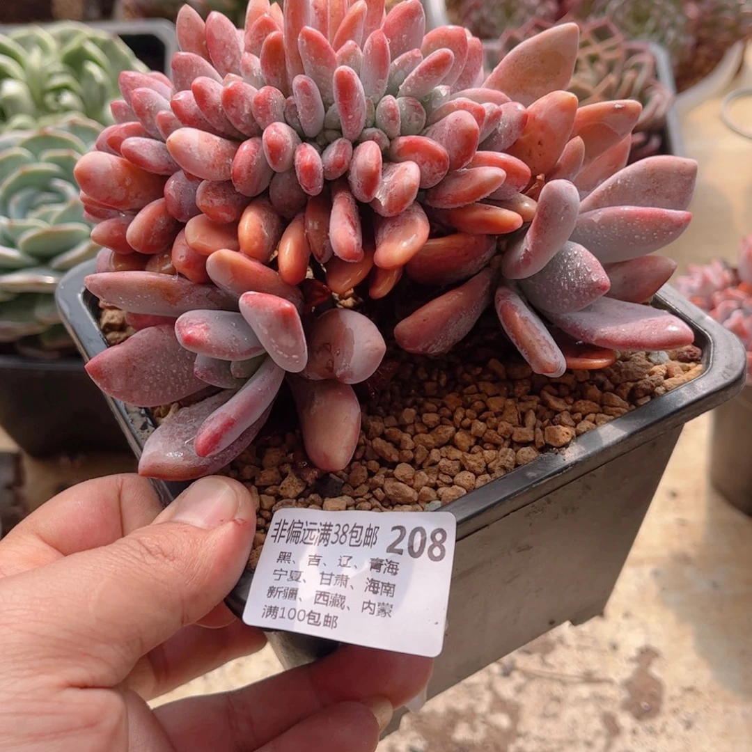 ✨*月208粉兔缀德华多肉