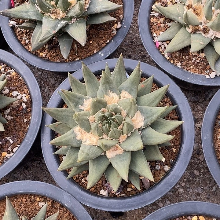 实生14.5cm龙牙牡丹