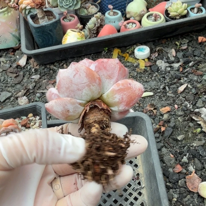 常鹅单头老桩精品包邮