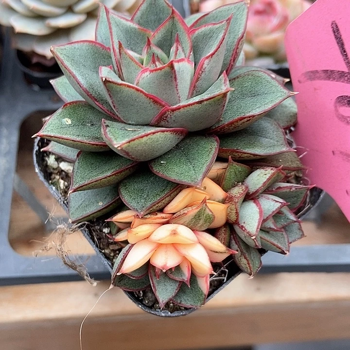 多肉植物7094多肉