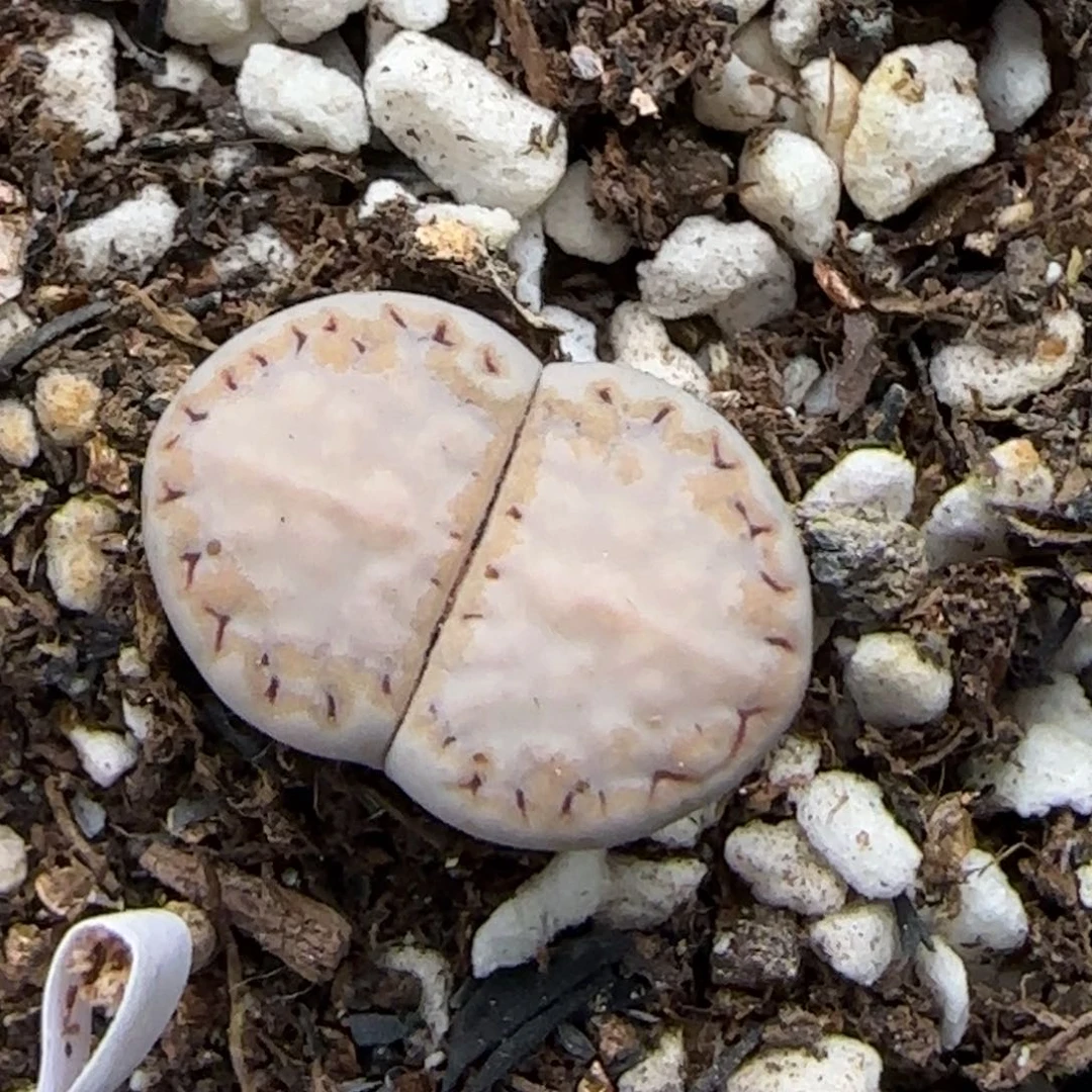 7.11。 浅浅白217。9081