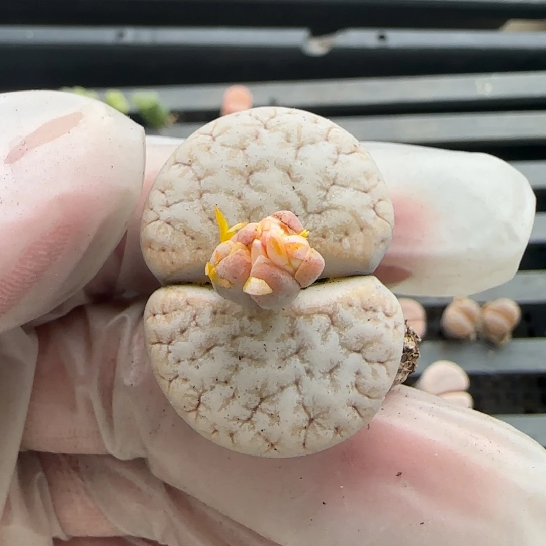 10.30。c309拿铁化。8020