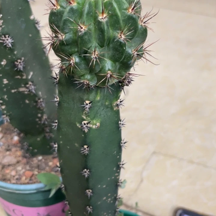 白花绿猴母本袖铺接苗