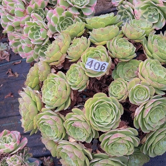 乐***姐多肉植物一个沙拉碗