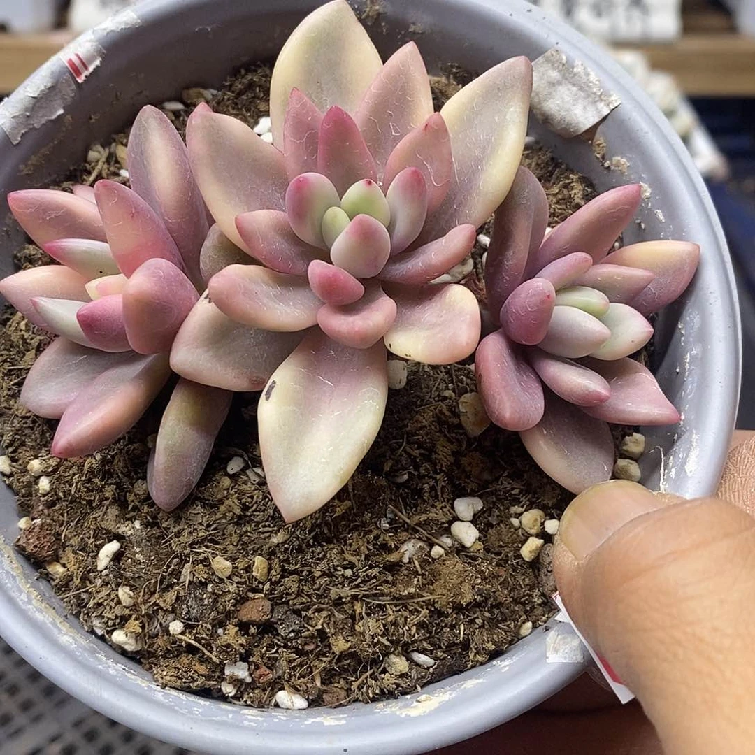 1594 桃花源覆轮锦 3 头自然群