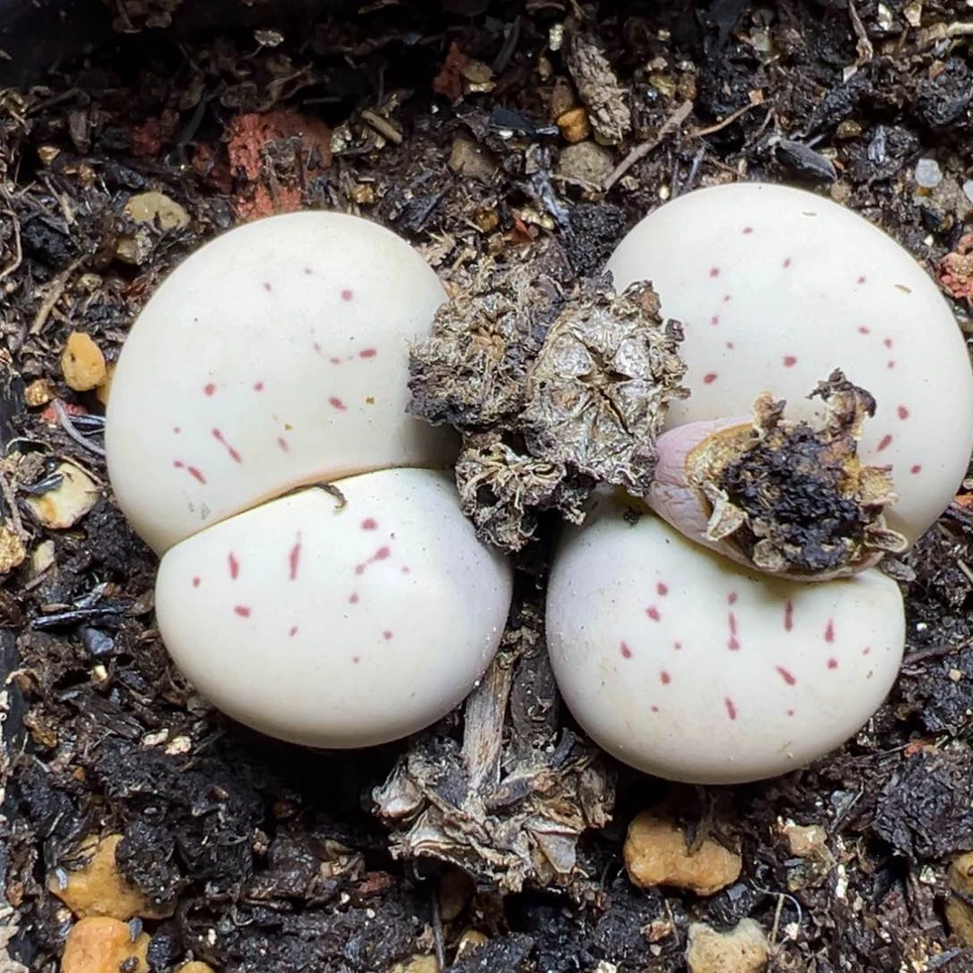 【闪购商品】866…..