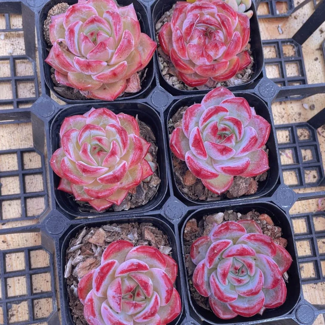 1047号 冰透夜魔侠单头一个