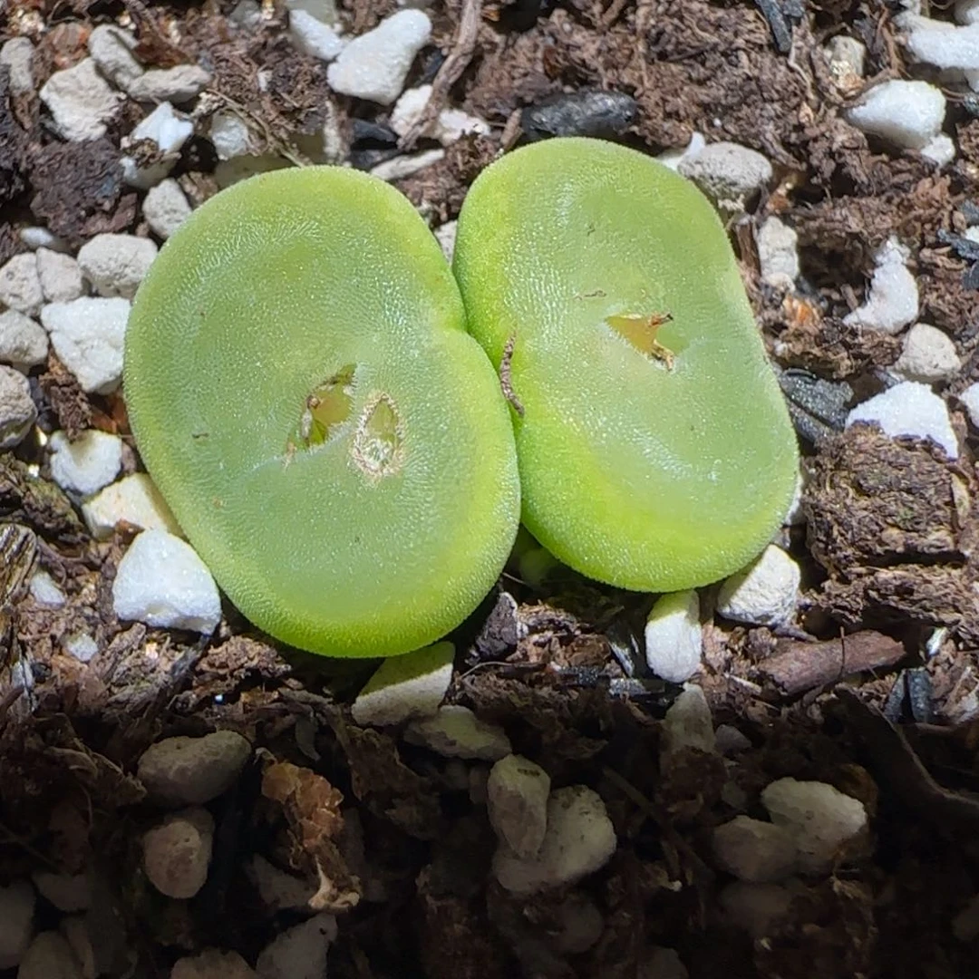 肉锥多肉植物百科-有疤水晶鞋母本1586