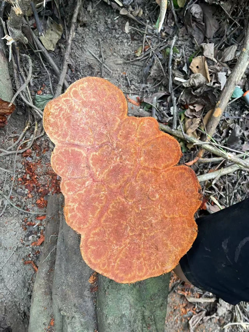 九龙藤，燕子尾，活血止痛，健脾理气，祛风除湿，跌倒损伤