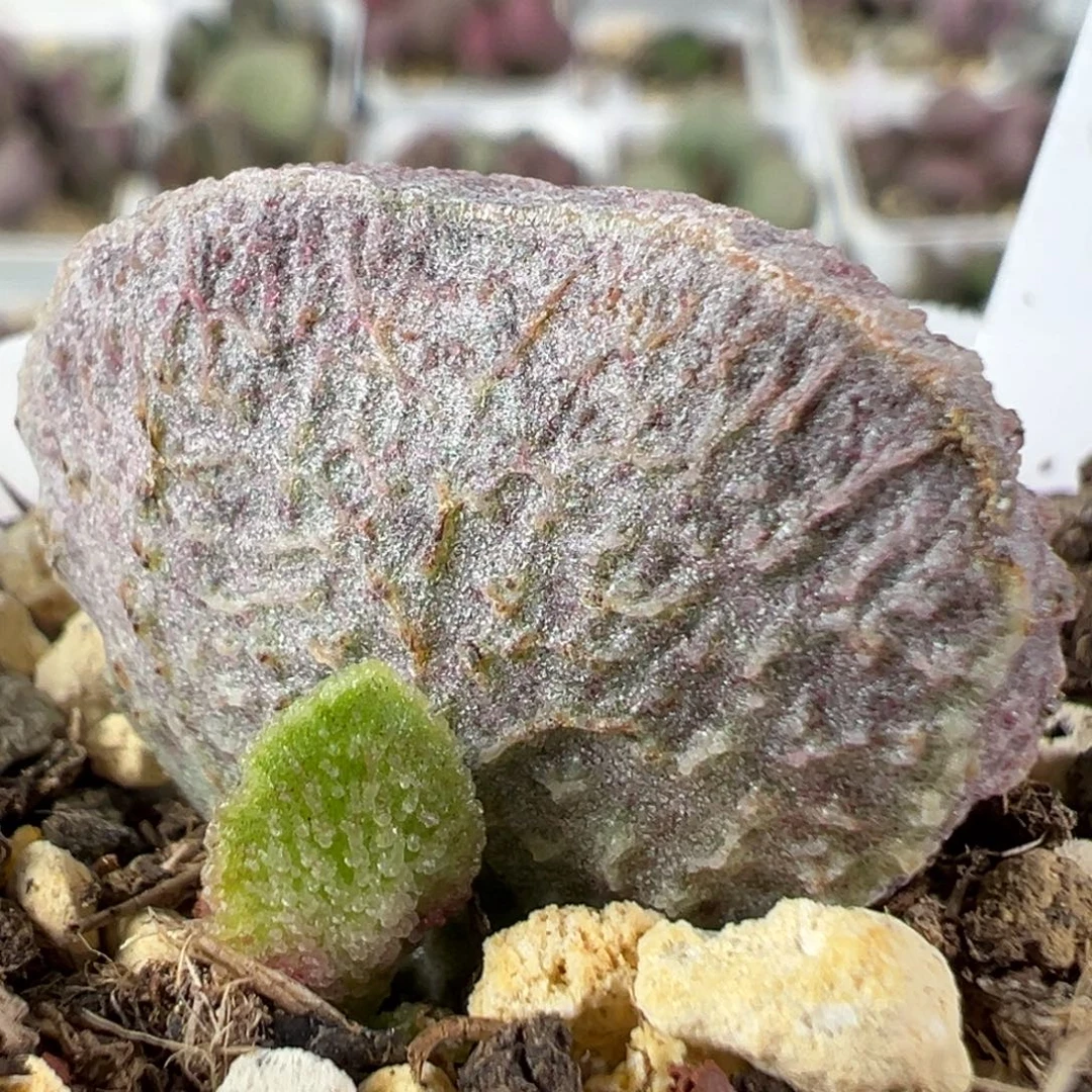 w纹路款实生新品多肉植物