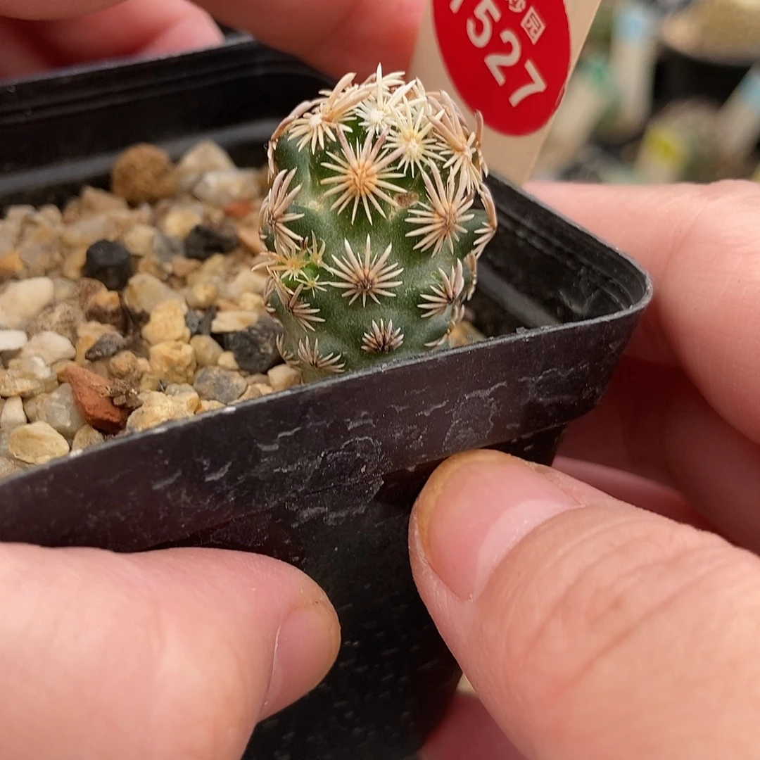 实生紫王子2cm一棵仙人球