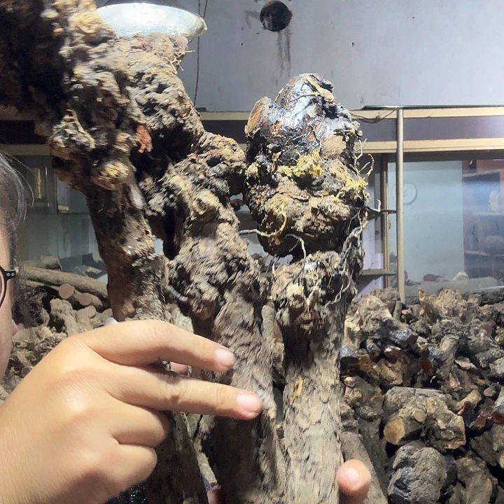 南***河火琉璃的故事是一个