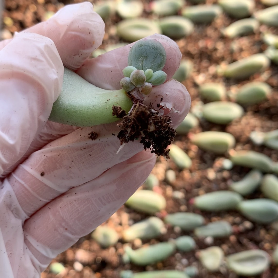 米可奶酪多肉米可奶酪