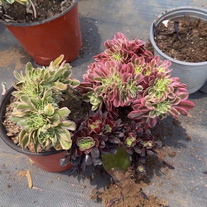 法师法师155特特特特