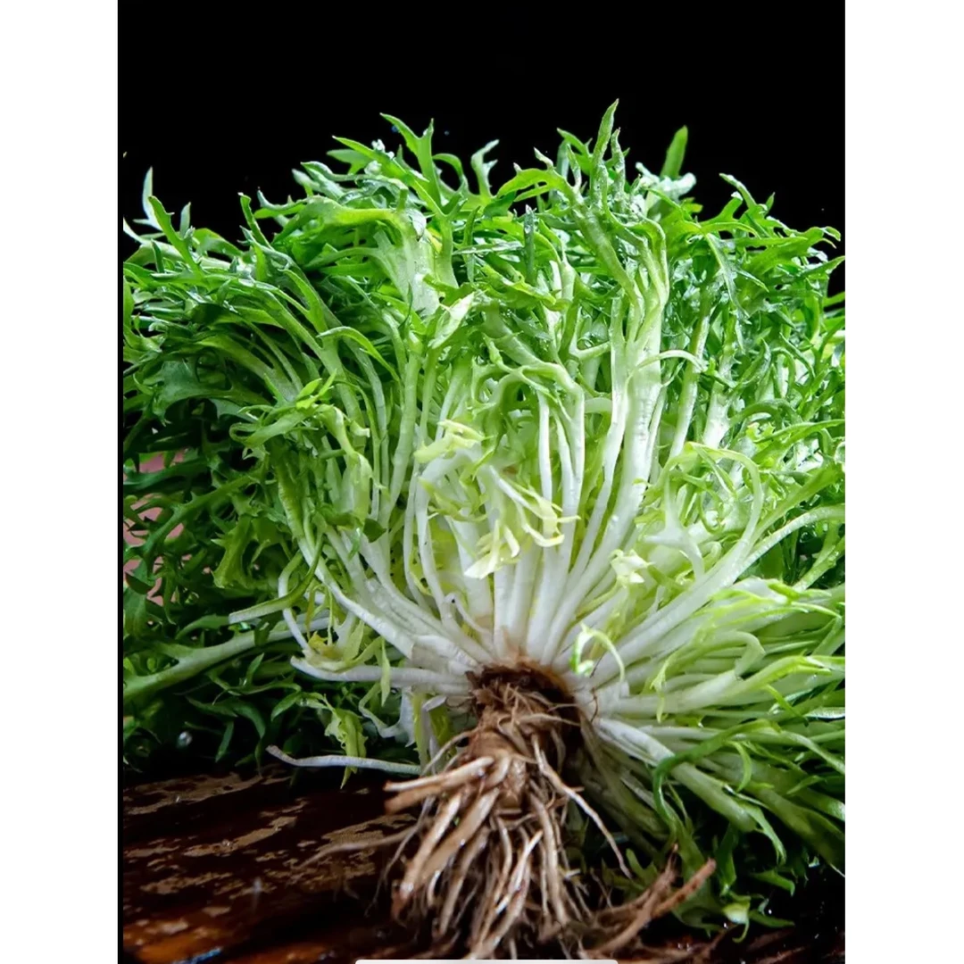 四季苦菊种子 苦菊菜籽种苦苣菜种籽秋季盆栽蔬菜种籽孑菜种