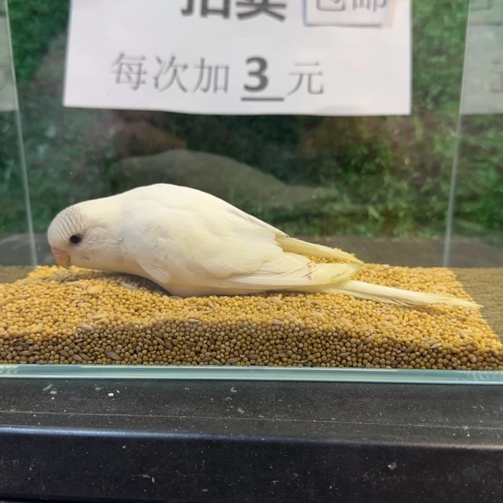 虎皮鹦鹉大头虎皮鹦鹉