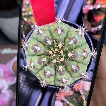 690-0513泰国发货多肉