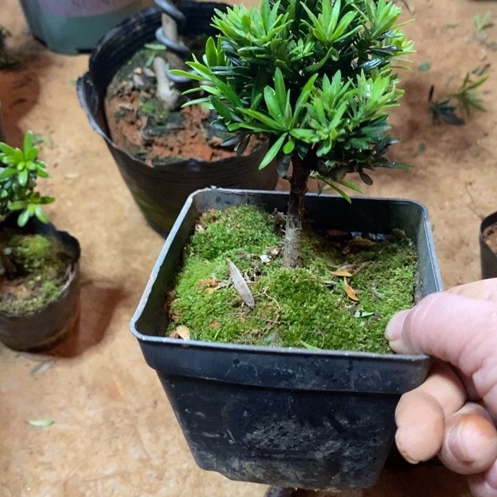 一***前无花朵罗汉松盆景3334