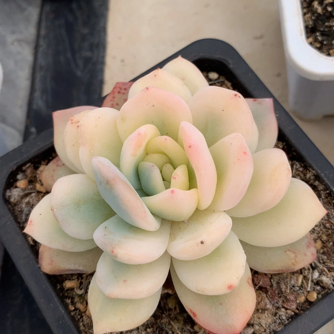 星影宽锦叠叶子锦上园艺一物一拍