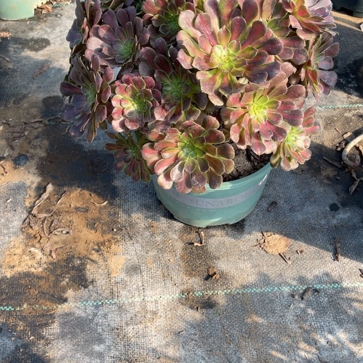 60红铜壶中多肉植物