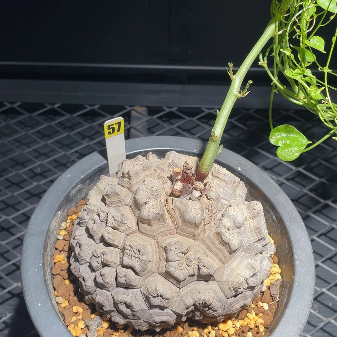 57号龟甲龙不退不换