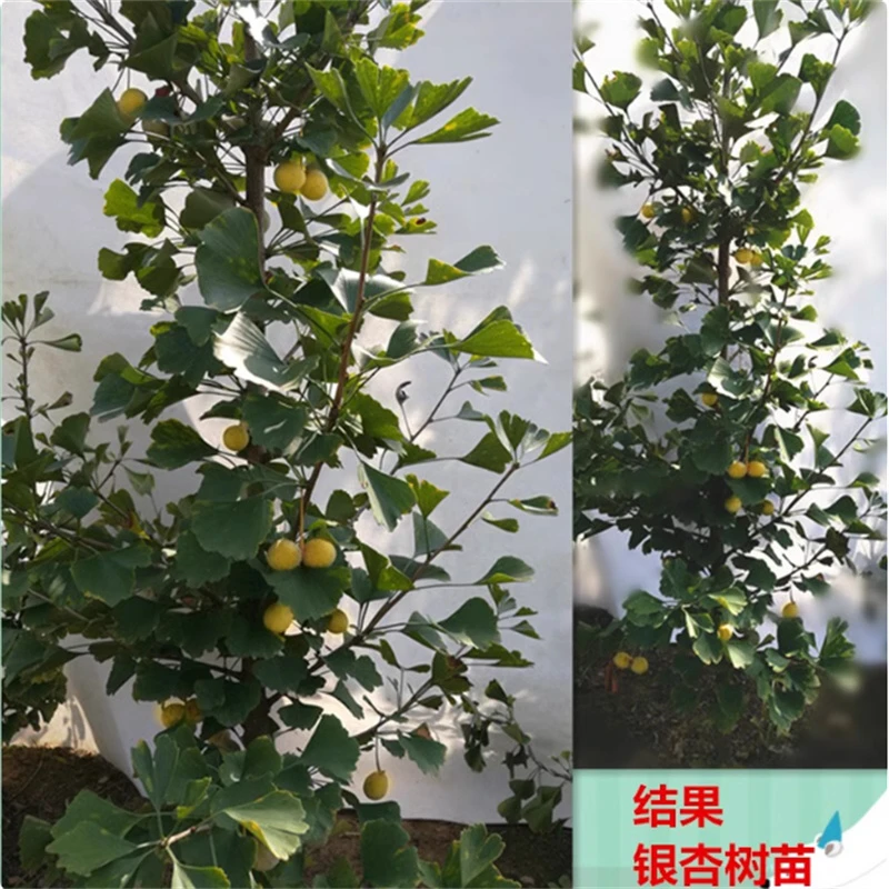 银杏树苗大树南方北方种植庭院别墅行道树活苗白果银杏苗绿化苗木