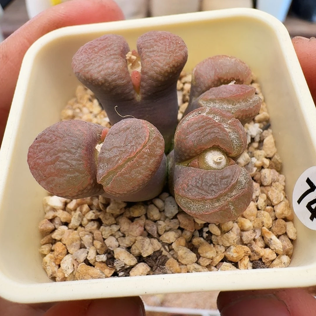 20包邮默认脱土发货74