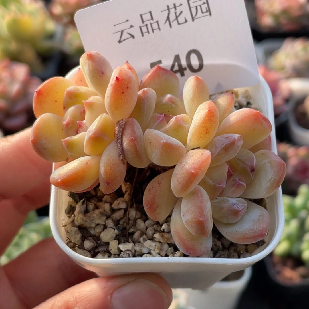 540号糖心冰心珍妮