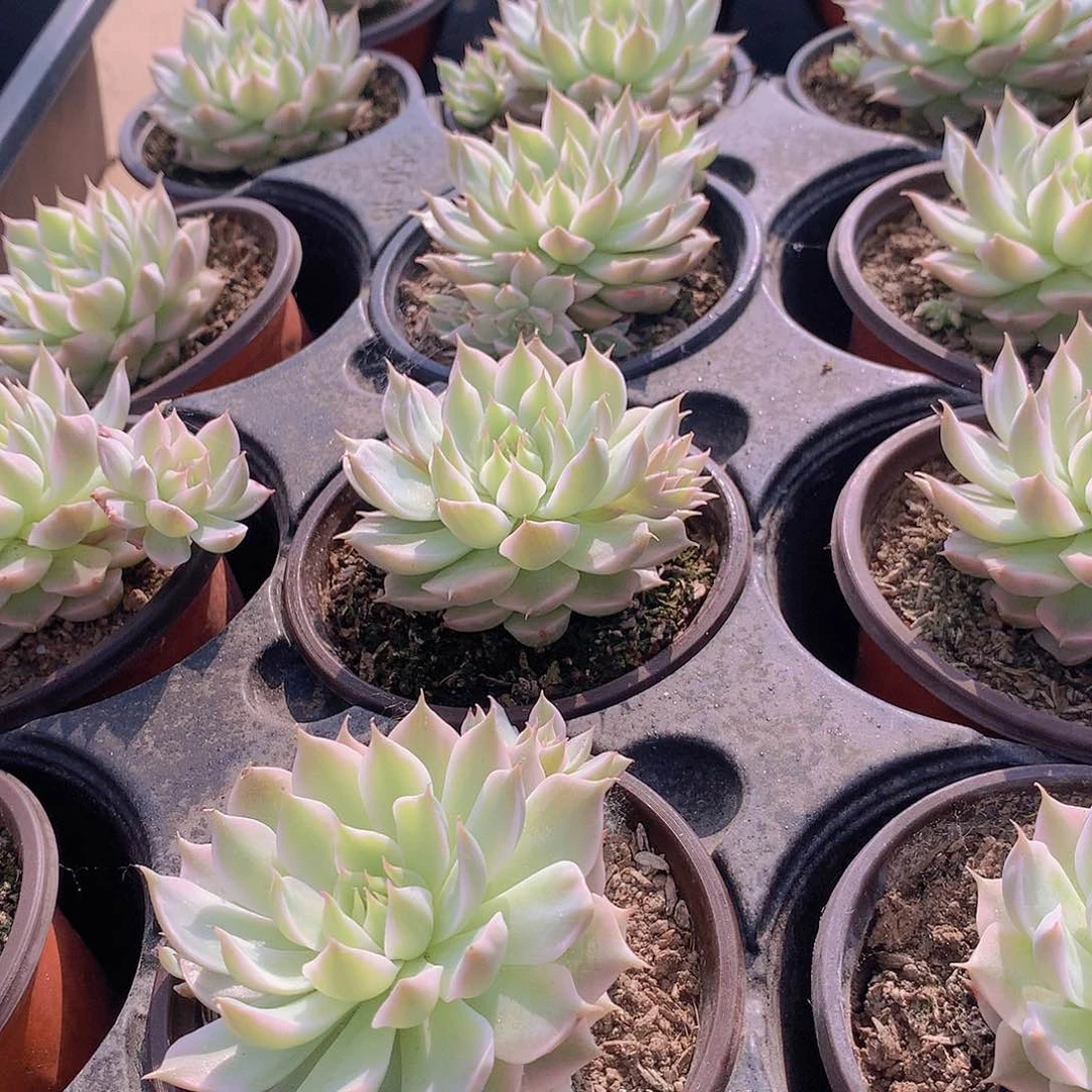 玛格丽特锦345678899990