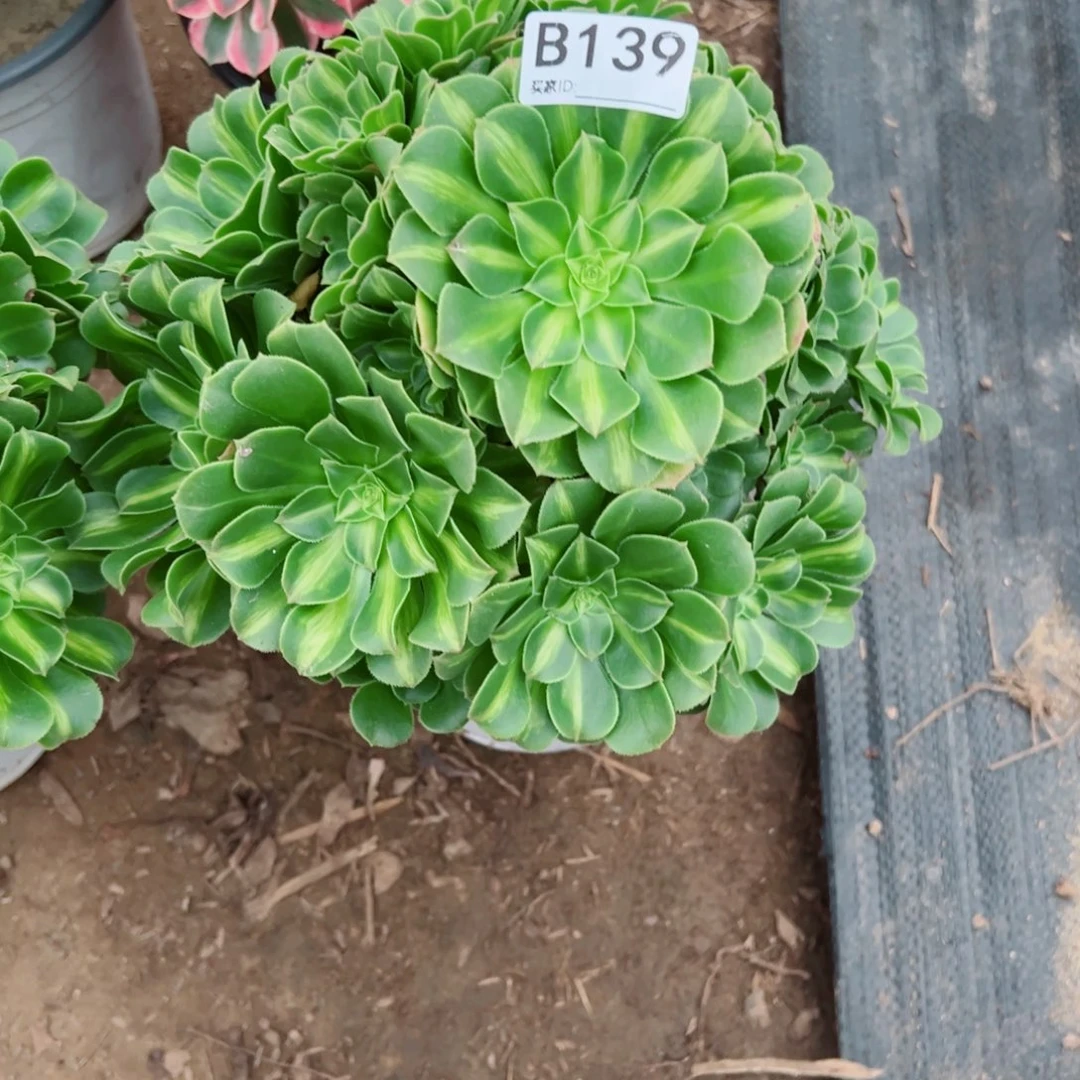 余***好139翡翠琉璃多肉植物