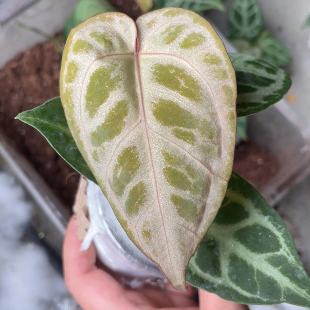 当前无花栽培后可以开花无敌小江江自育 拍品