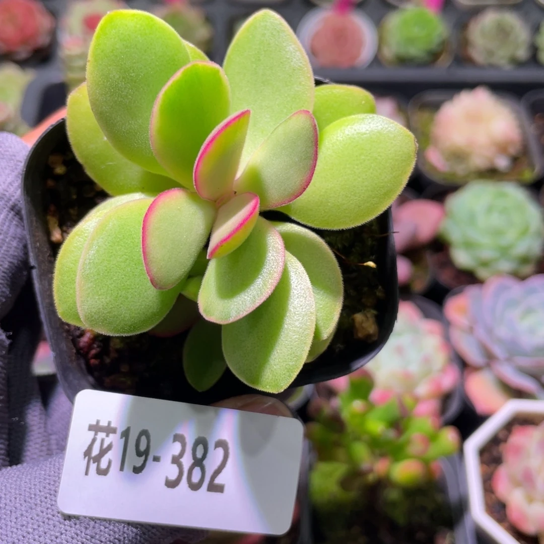 花利美19-382糖果锦