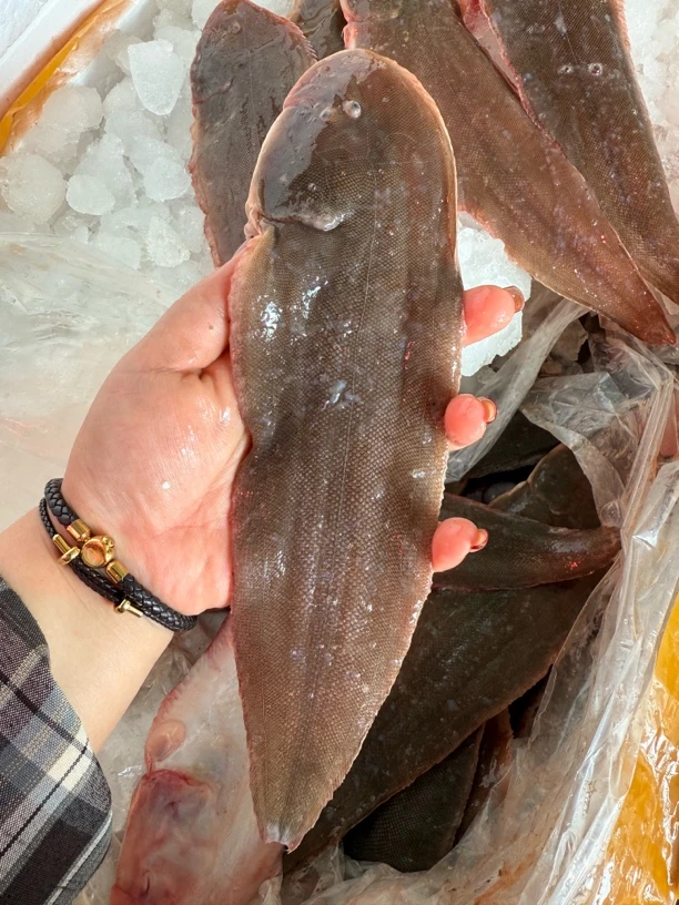 新鲜海鱼 龙利鱼 龙舌鱼