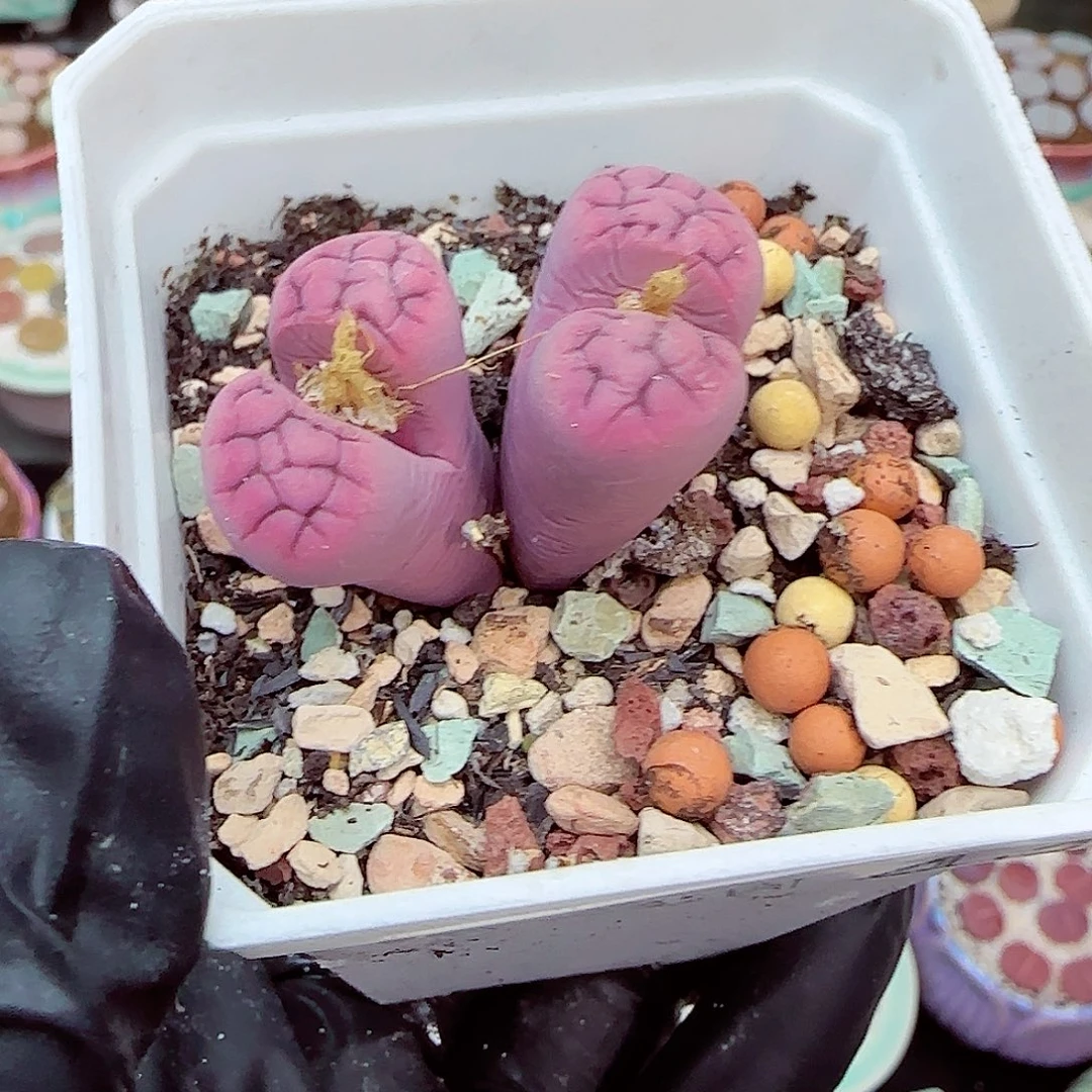 生石花满18包邮0104-44