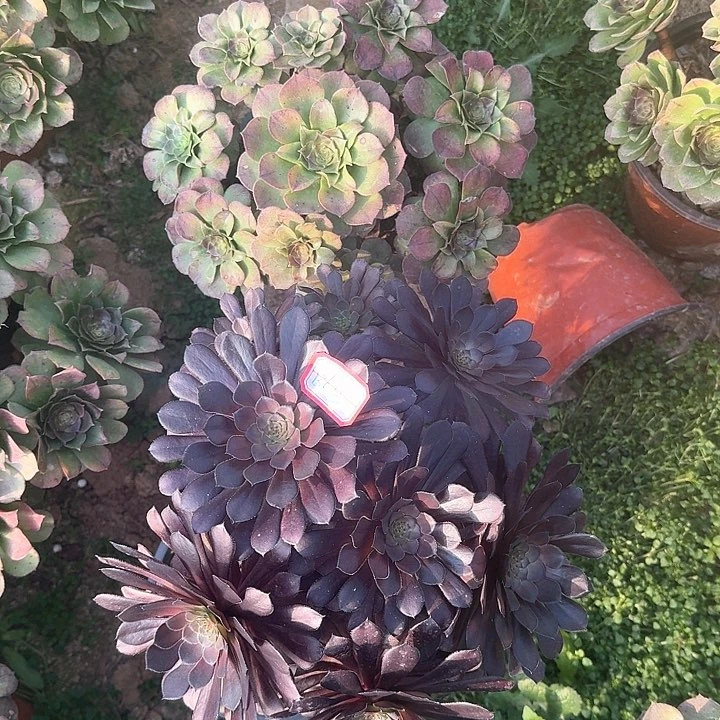 多肉植物套餐136号无售后