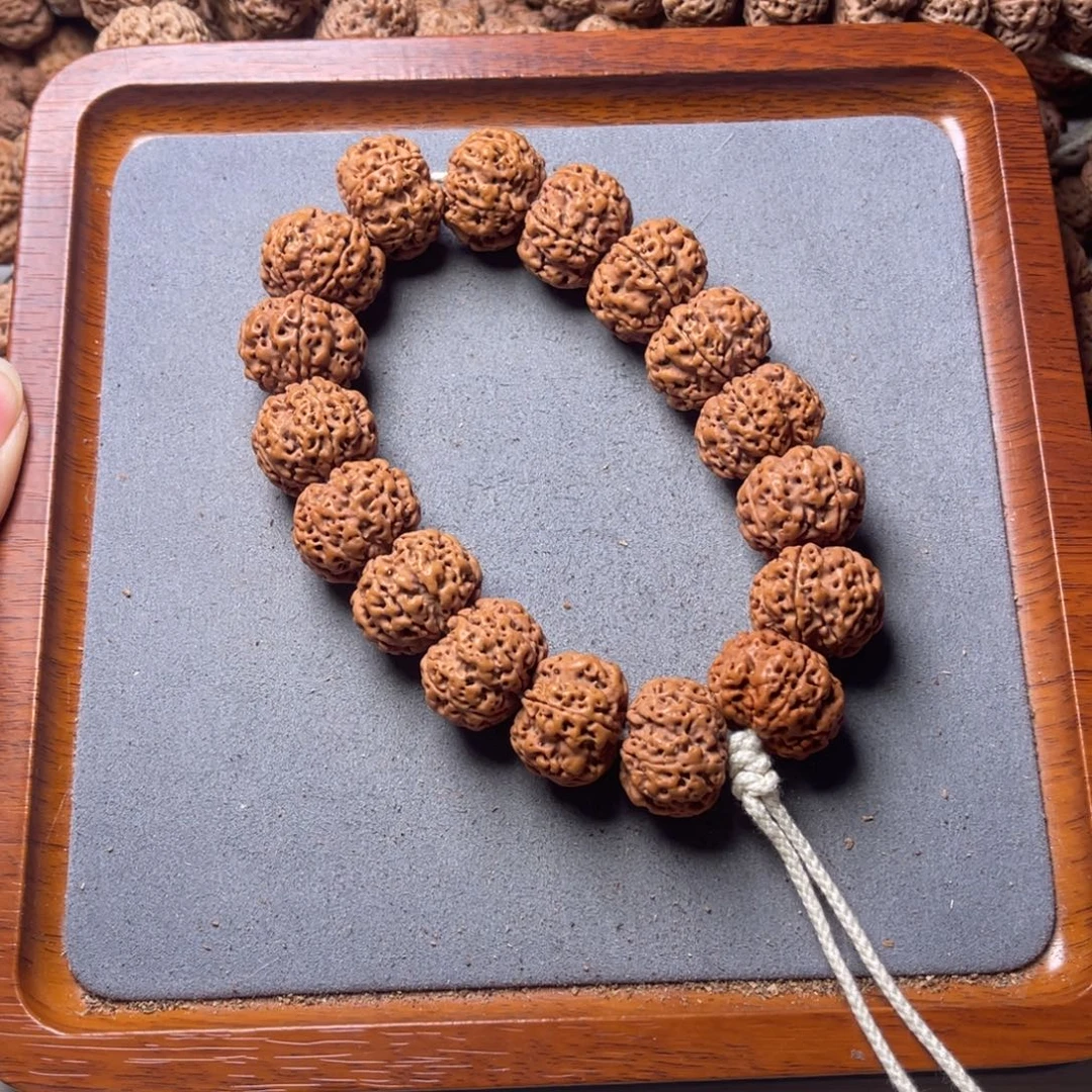 菩提籽类31号金刚菩提矮壮梅花21