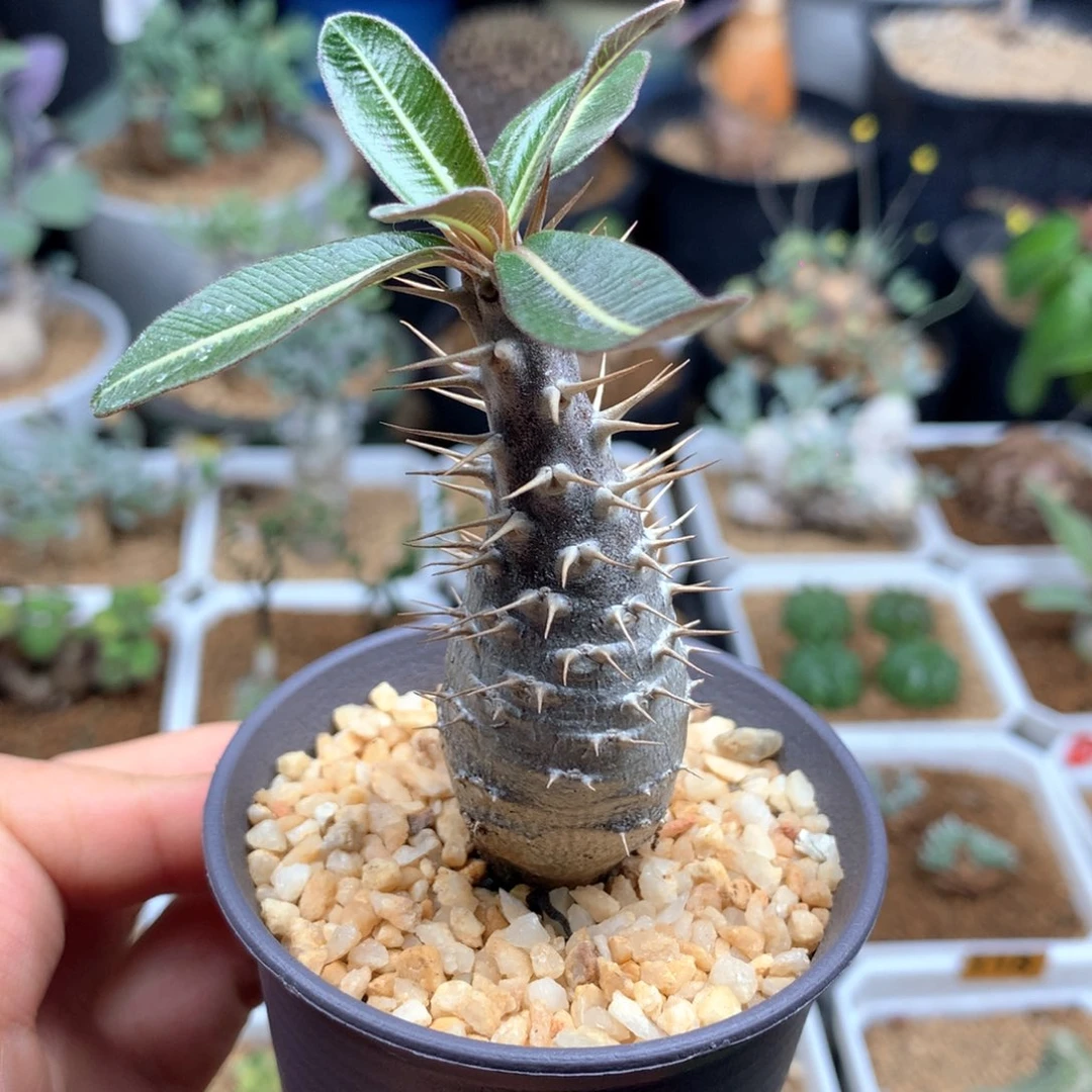 凯蒂棒槌带盆多肉