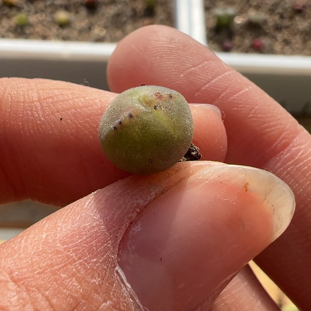 2号链接母本。捡漏空蝉