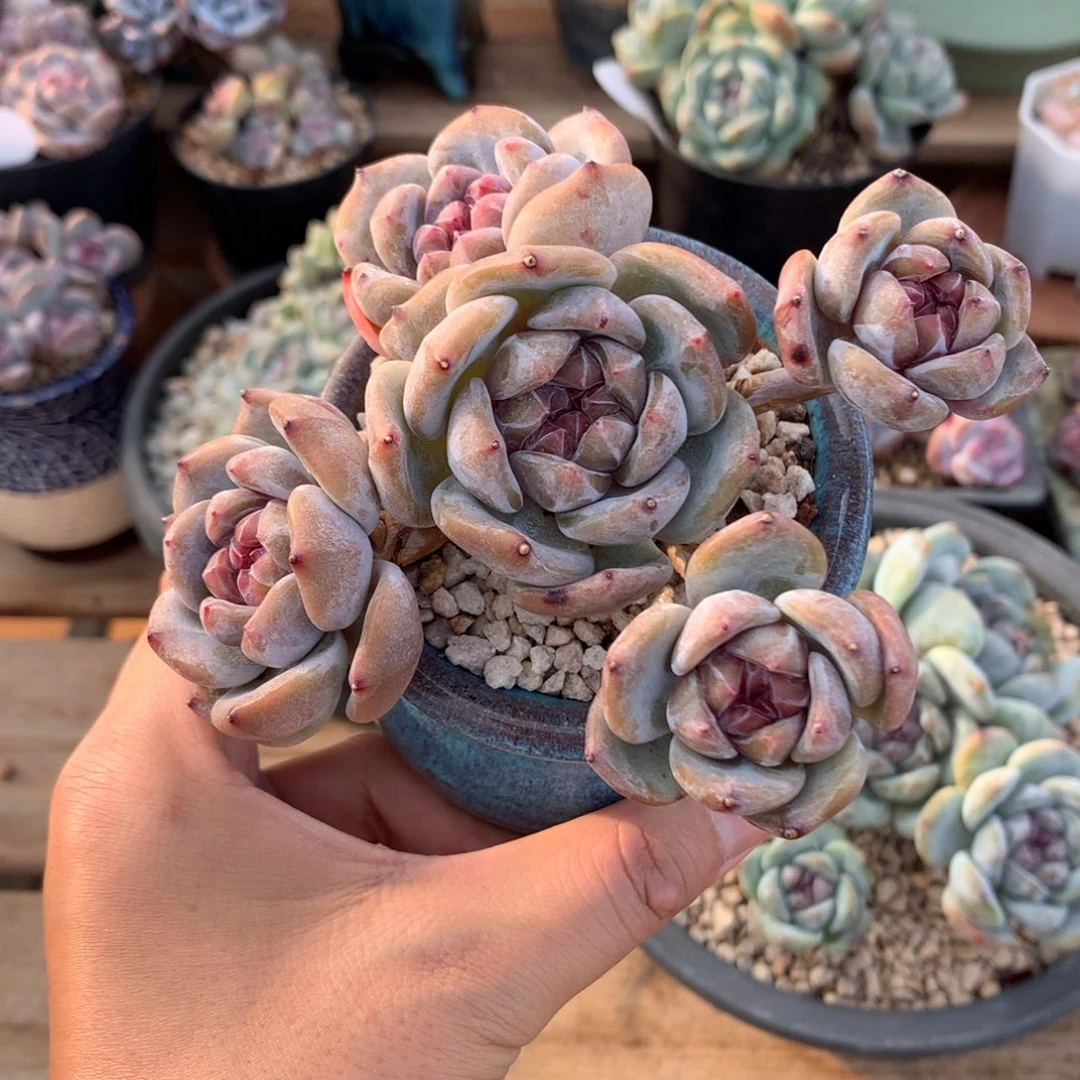 老桩石榴籽很好看哈哈哈