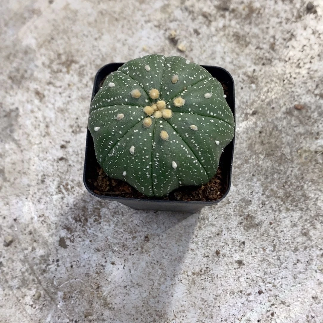 实生海星兜一物一拍