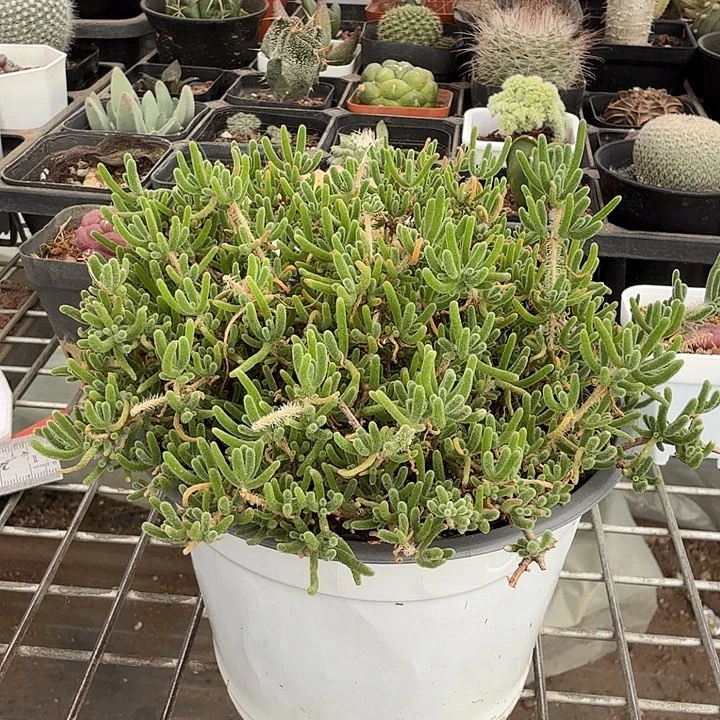 大盆枝干番杏13仙人球